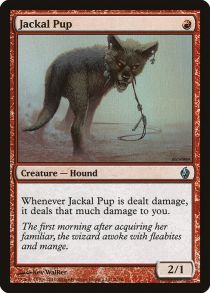 Jackal Pup